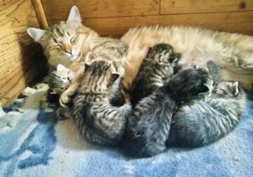 Blue Striped Kittens