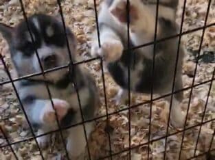 Purebred Siberian Husky Puppies