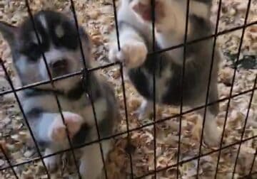 Purebred Siberian Husky Puppies