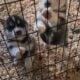 Purebred Siberian Husky Puppies