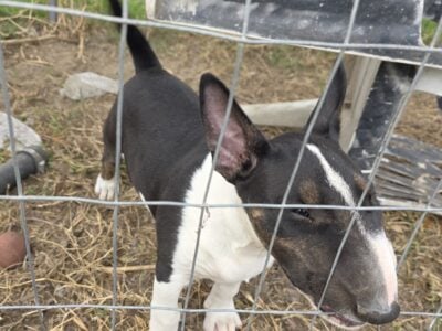 Male bull terrier ready for pick up