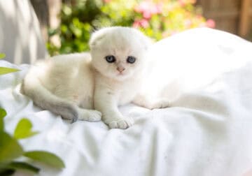 Pure White Scottish Fold Male- Sacramento