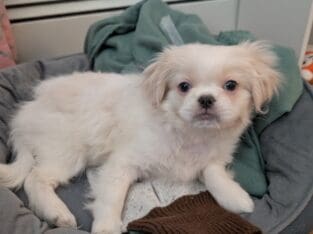 Pekingese female 6 month old vaccinated  very affe