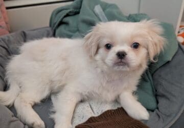 Pekingese female 6 month old vaccinated  very affe