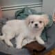 Pekingese female 6 month old vaccinated  very affe