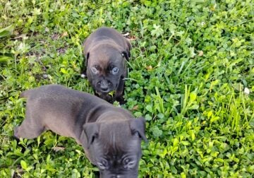 Puppies