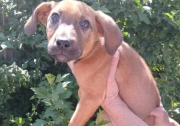Sweet Puppy