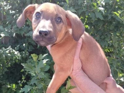 Sweet Puppy
