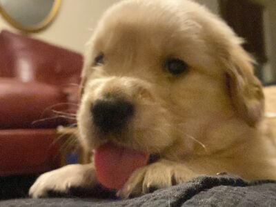 Golden Retriever Puppies