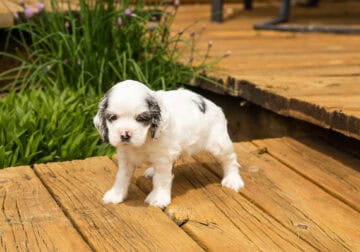 AKC Cocker Spaniel female puppy Indiana (Sasha)
