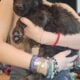 Germany shepherd puppies born 28th of February