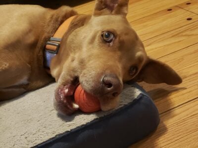 Adult Pharaoh Hound looking for new home