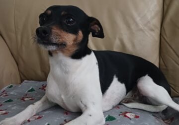 Rehoming 3 year old fox terrier