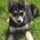 German Shepherd/Australian Shepherd Puppies