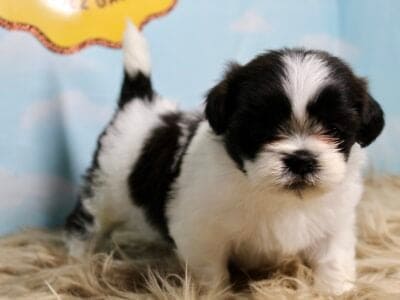 Female Shih Tzu Puppies