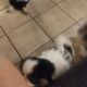 Japanese Chin puppies for sale