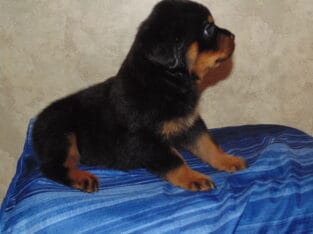 AKC registered Rottweiler puppies
