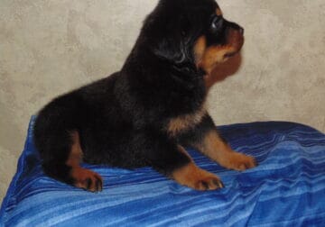 AKC registered Rottweiler puppies