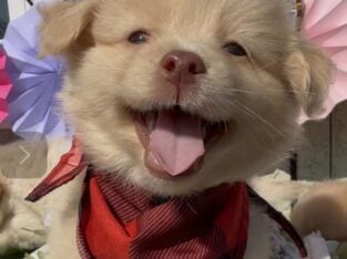 Pomeranian Golden Retriever teddy bears
