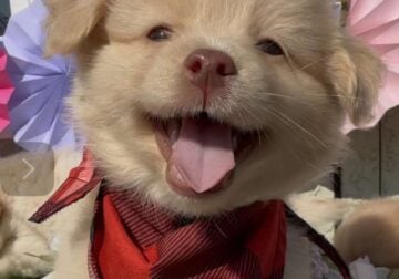 Pomeranian Golden Retriever teddy bears