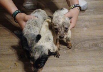 Blue Healer Puppies