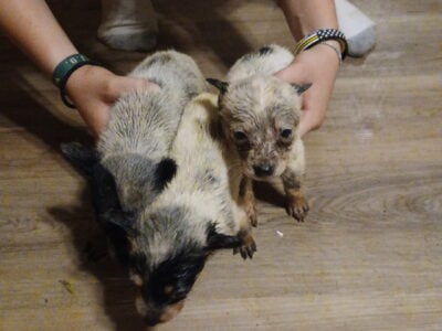 Blue Healer Puppies