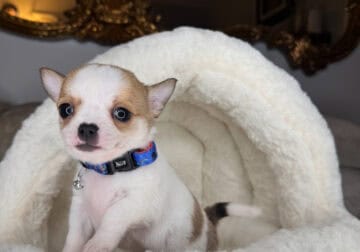 AKC Chihuahua Boy Puppy (Bubbie)