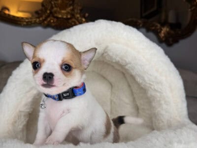 AKC Chihuahua Boy Puppy (Bubbie)