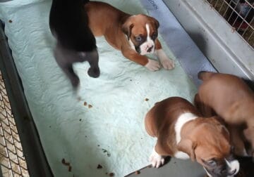 Akc boxer puppies