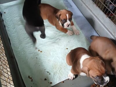 Akc boxer puppies
