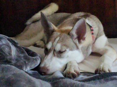 Female Husky 1 year old