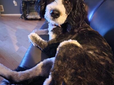 Bernadoodle female 2 year’s old