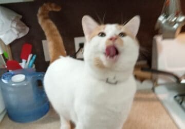 1 & 1/2 year old tom, frosted flakes.