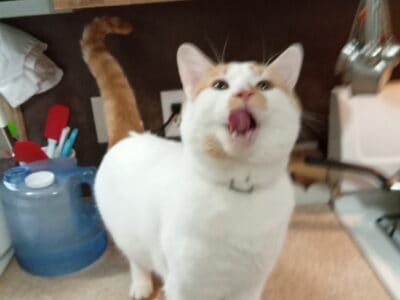 1 & 1/2 year old tom, frosted flakes.
