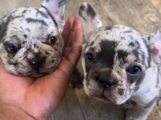 Lilac Merle French Bulldog