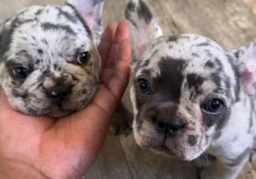 Lilac Merle French Bulldog
