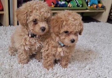 Toy poodle