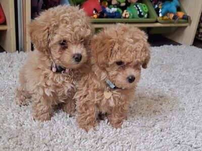 Toy poodle