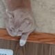 Beautiful young male cat $50.00