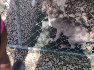 2 Brindle Pitbull Puppies $125 each