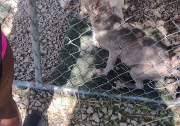 2 Brindle Pitbull Puppies $125 each