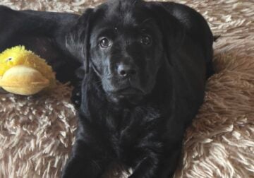 BEAUTIFUL Black AKC Puppies