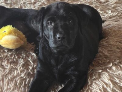 BEAUTIFUL Black AKC Puppies