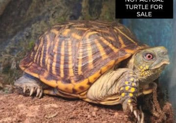 Ornate box turtles