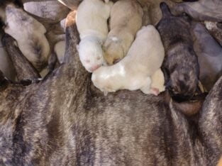 LITTER OF NEWBORN PUREBRED PITTBULL PUPPIES!!