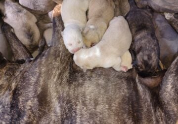 LITTER OF NEWBORN PUREBRED PITTBULL PUPPIES!!
