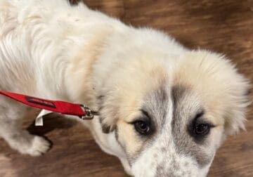 Great pyrenees & Bulgarian shepard