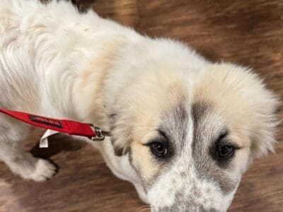 Great pyrenees & Bulgarian shepard