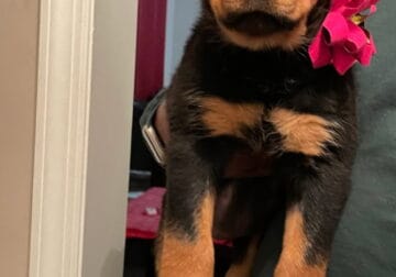 Female Rottweiler Puppy