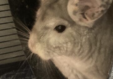 Chinchilla Needs New Family